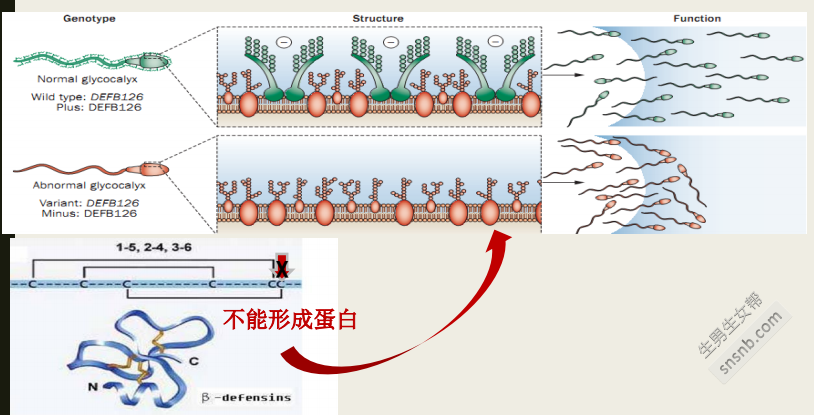 [正常精子常规参考表]精子质量差会影响下一代吗？