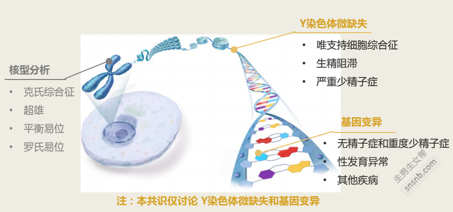 [正常精子常规参考表]精子质量差会影响下一代吗？